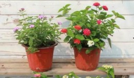 明艺工作室最新爆料视频,揭秘幕后精彩瞬间